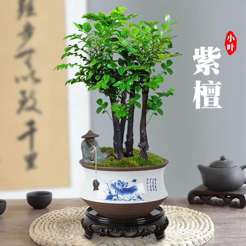 小叶紫檀盆景植物树苗盆栽办公室桌面室内花卉绿植好养活禅意摆件