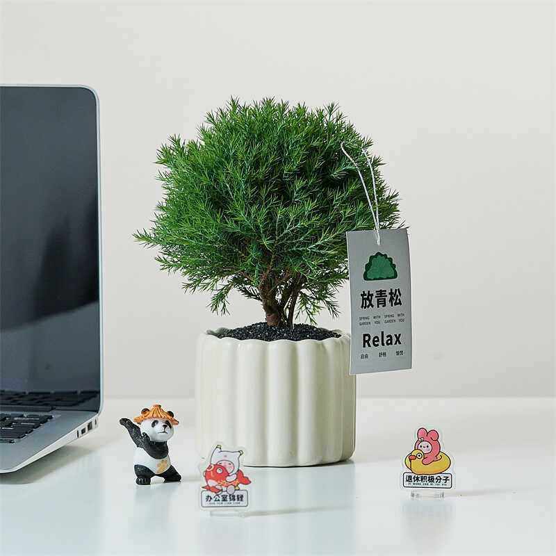 办公室放青松净化空气雾凇养活绿植小盆景盆栽易桌面客厅四季常青