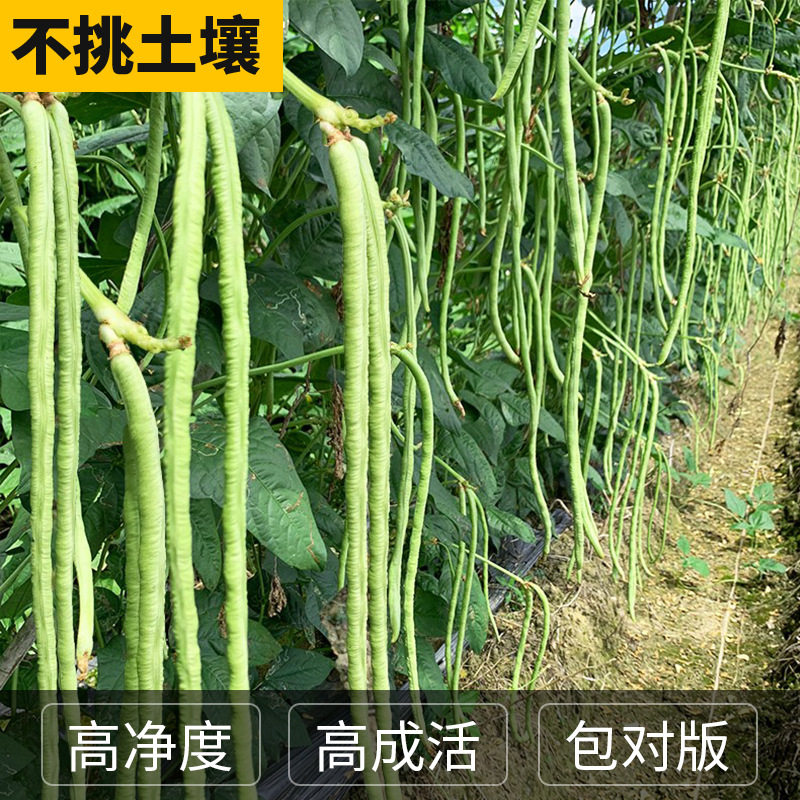 Семена большого мясного румяного рисового бобового рога противостоят жаре, высокоурожайному весеннему, летнему и осеннему сеянию, а семена длинного бобового рога легко выращивают семена овощей в горшках