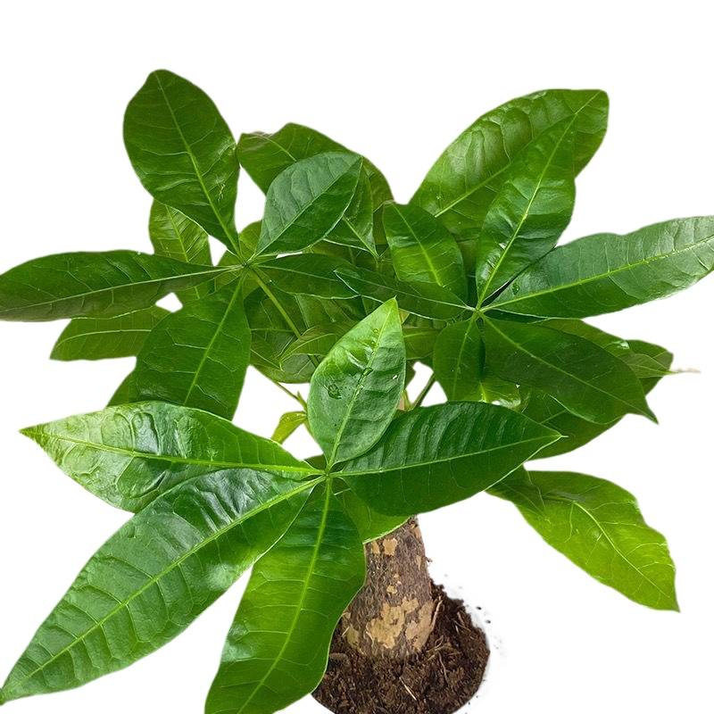 【买三送一】灰透塑胶盆富贵竹金钻发财树九里香绿植物桌面好养