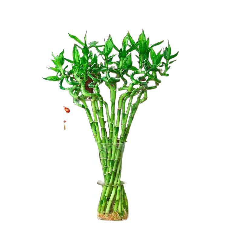 带根转运竹水培富贵竹植物开运竹水养客厅弯竹子盆栽招财室内
