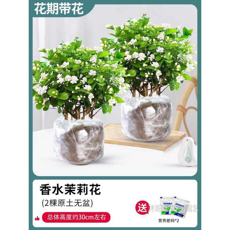 带植物室内茉莉花苗盆栽驱蚊水开花培四季栀子花老桩九里香花苞绿