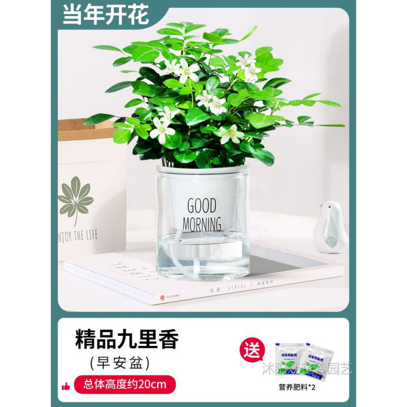 带植物室内茉莉花苗盆栽驱蚊水开花培四季栀子花老桩九里香花苞绿