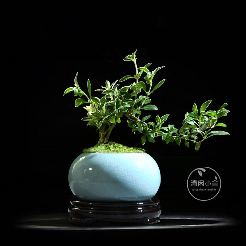 室内桌面小盆栽办公室好养活悬崖六月雪盆景植物四季常青绿植花卉