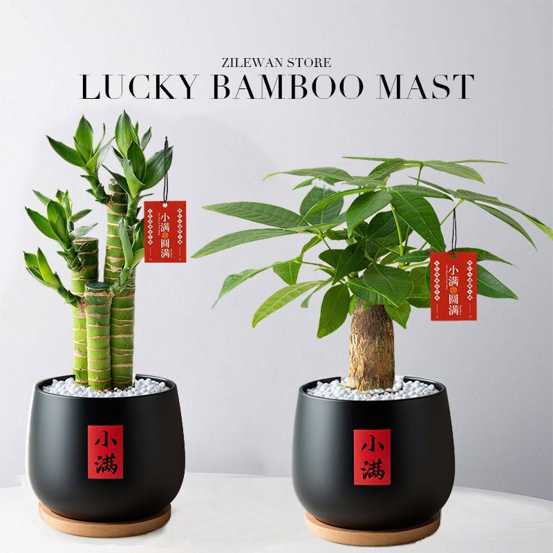 发财树富贵竹步步高室内办公办公室土培招财四季常绿好养活