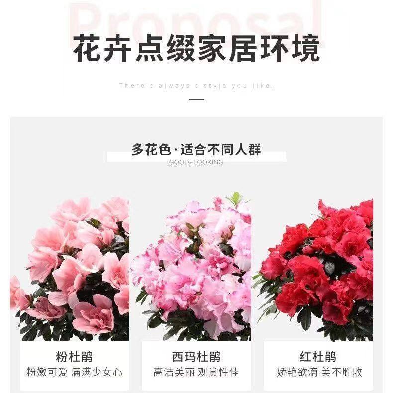 e0177a7c-952d-41d5-9b87-e232da8d7c02.jpe