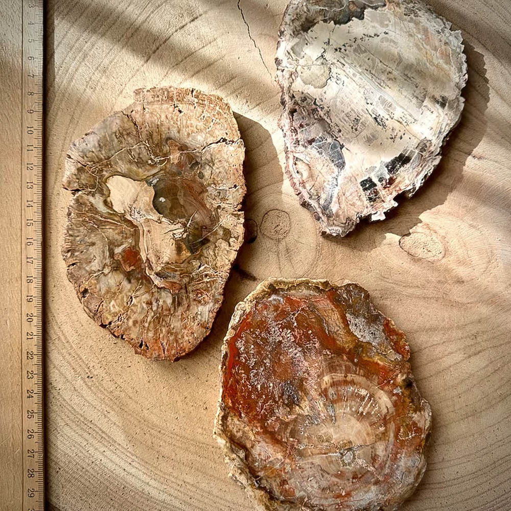 Ancient Rings — Petrified Wood Slice Coaster & Display