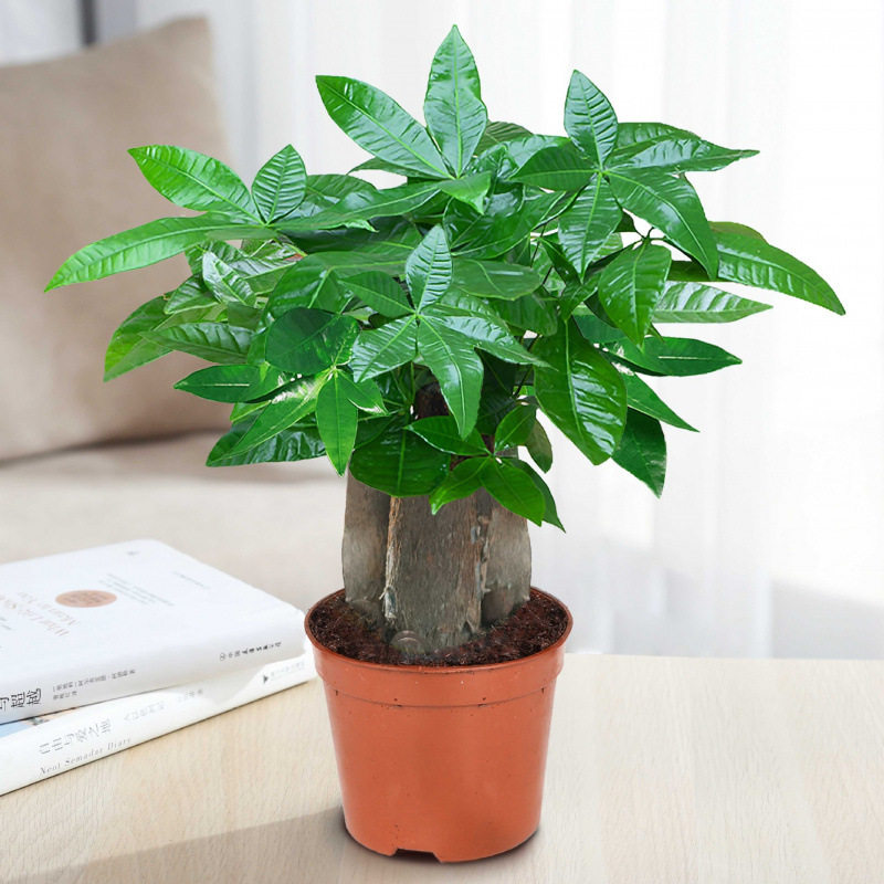 发财树小盆栽花卉绿植物办公室内吸甲醛绿萝文竹水培树含盆包邮