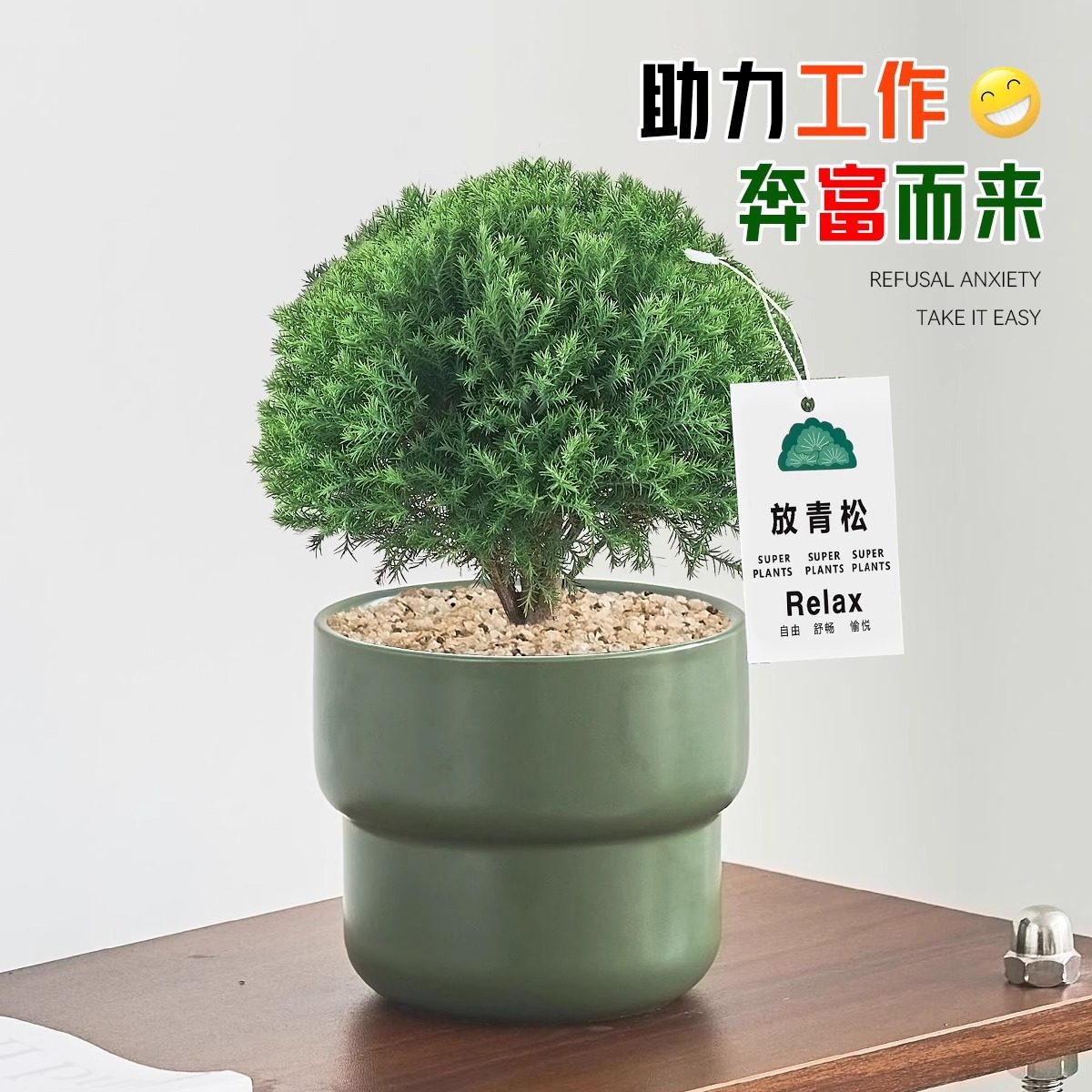 放青松雾凇盆栽客厅办公室桌面绿植小盆景四季常青好养活情绪稳定