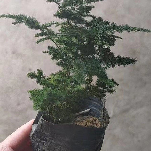 云竹 唐山矮生文竹云松竹假山盆景阳台办公室内桌面小盆栽绿植