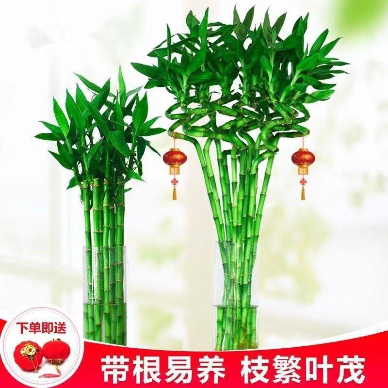 带根转运竹水培富贵竹植物开运竹水养客厅弯竹子盆栽招财室内