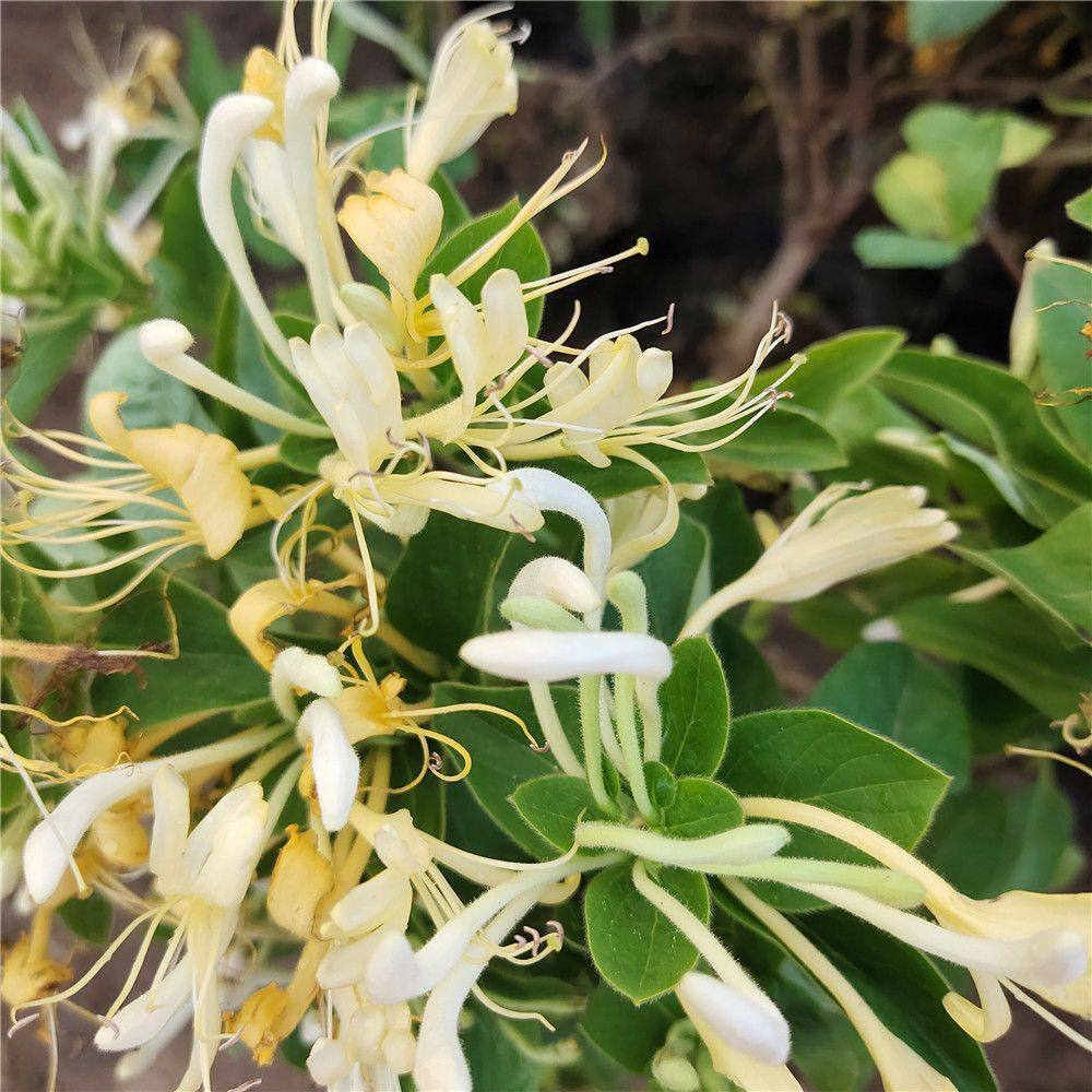 红白金银花盆栽盆景食用药用花卉地栽阳台室外爬藤浓香型四季