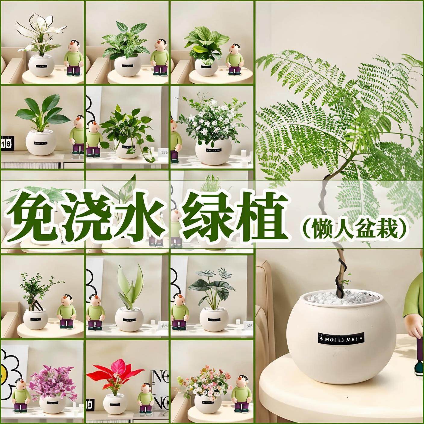 绿植室内小盆栽发财树绿萝高级感客厅水培植物懒人适合冬天养的花