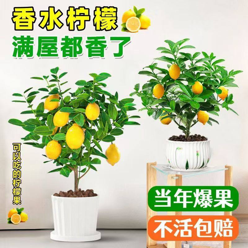 香水柠檬树苗盆栽带果室内室外结果无籽四季柠檬苗开花可食用盆景