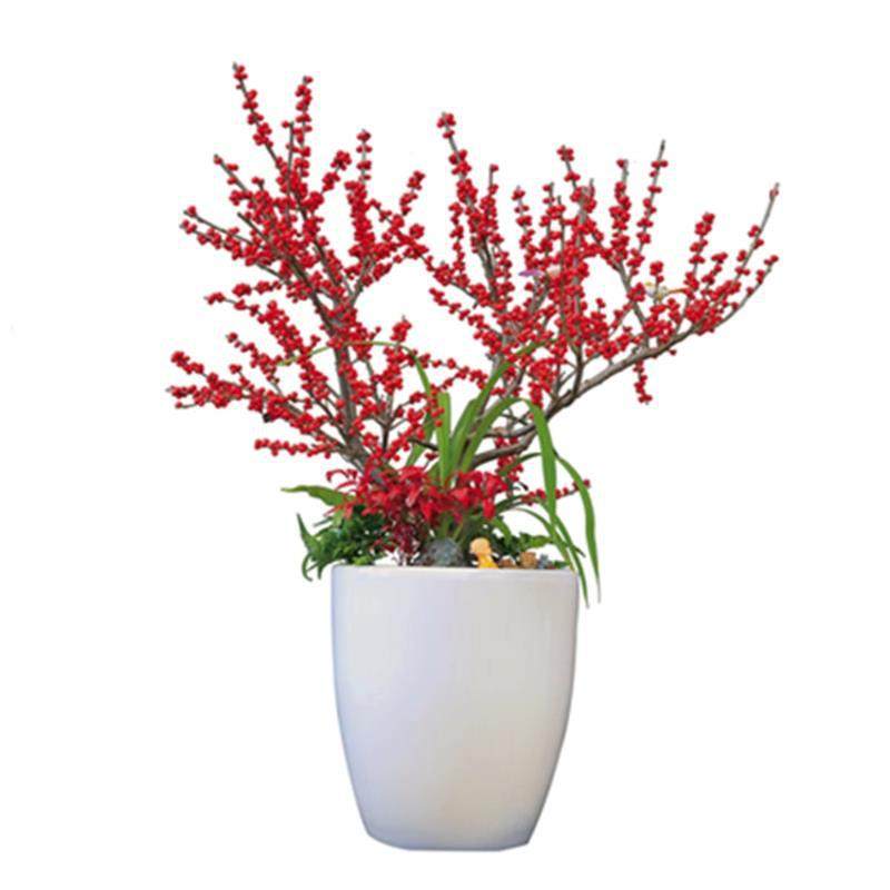 【带果北美冬青盆栽】室内庭院盆景年宵花卉冬红果耐寒花卉树苗