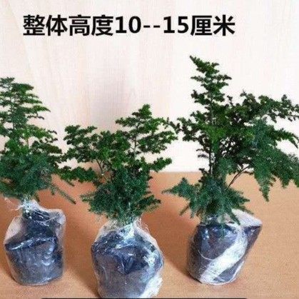 云竹 唐山矮生文竹云松竹假山盆景阳台办公室内桌面小盆栽绿植