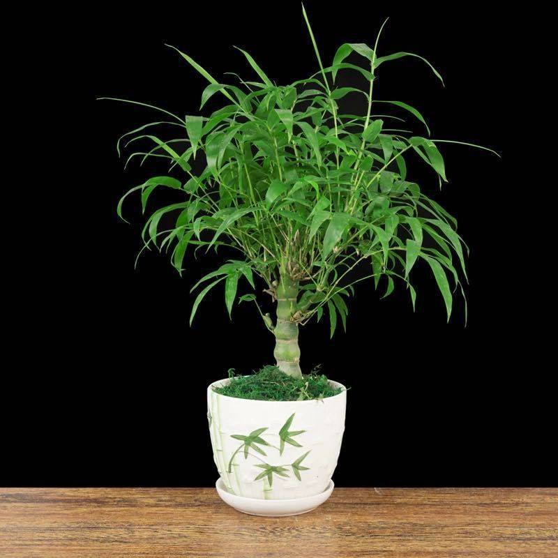 罗汉竹佛肚竹盆栽老桩室内客厅庭院绿植四季常青矮化竹子盆景好养