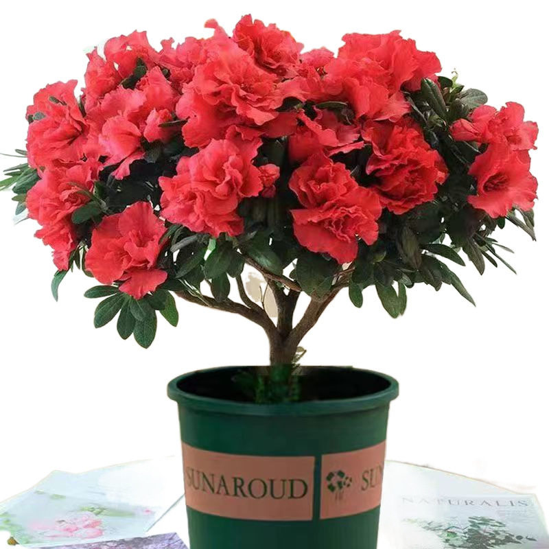 杜鹃花盆栽四季开花四季常青室内室外阳台花卉绿植盆景净化空气