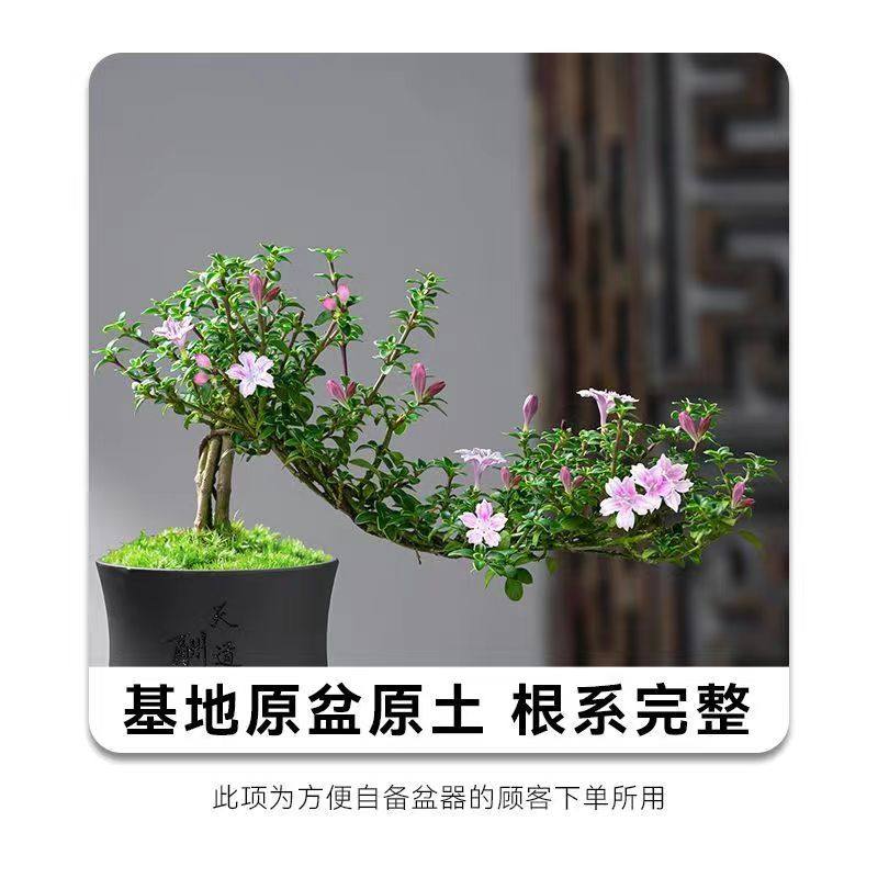 红花六月雪盆景悬崖老桩花卉盆景办公室内好养小盆栽绿植创意造型