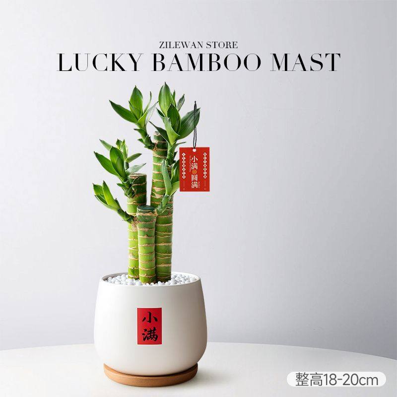 发财树富贵竹步步高室内办公办公室土培招财四季常绿好养活