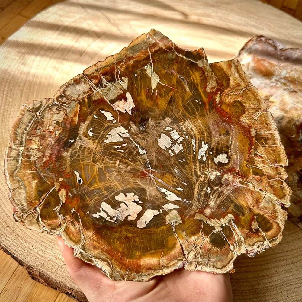 Ancient Rings — Petrified Wood Slice Coaster & Display