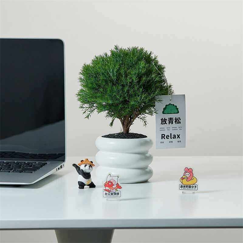 办公室放青松净化空气雾凇养活绿植小盆景盆栽易桌面客厅四季常青
