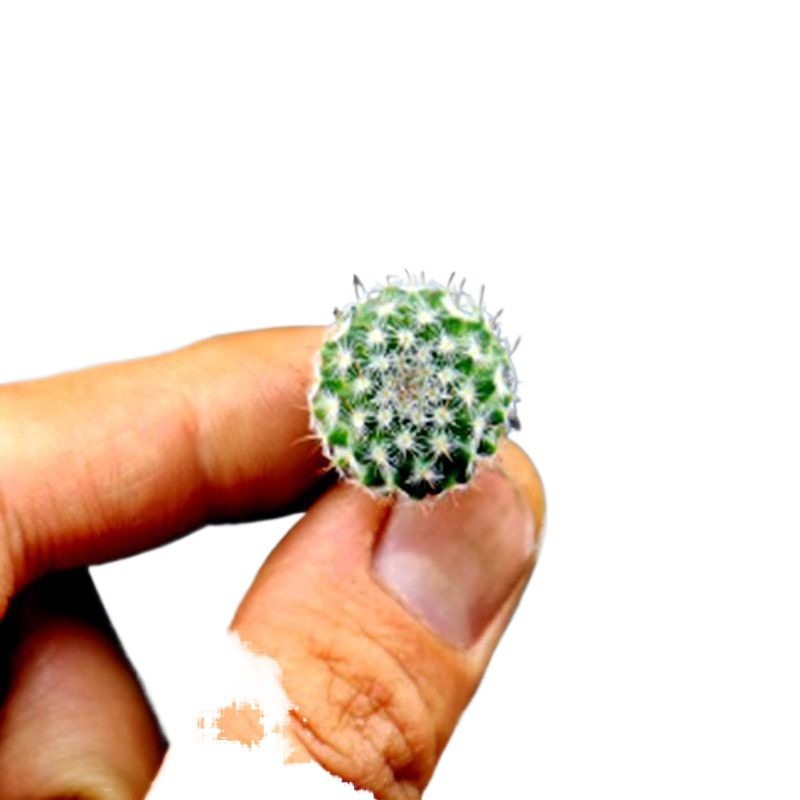 【小清新】玉翁仙人球带花苞小盆栽桌面绿植仙人球大全新款