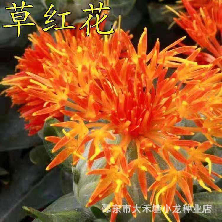 Premium saffron seeds, pure Xinjiang thornless saffron seeds, planted all year round in spring