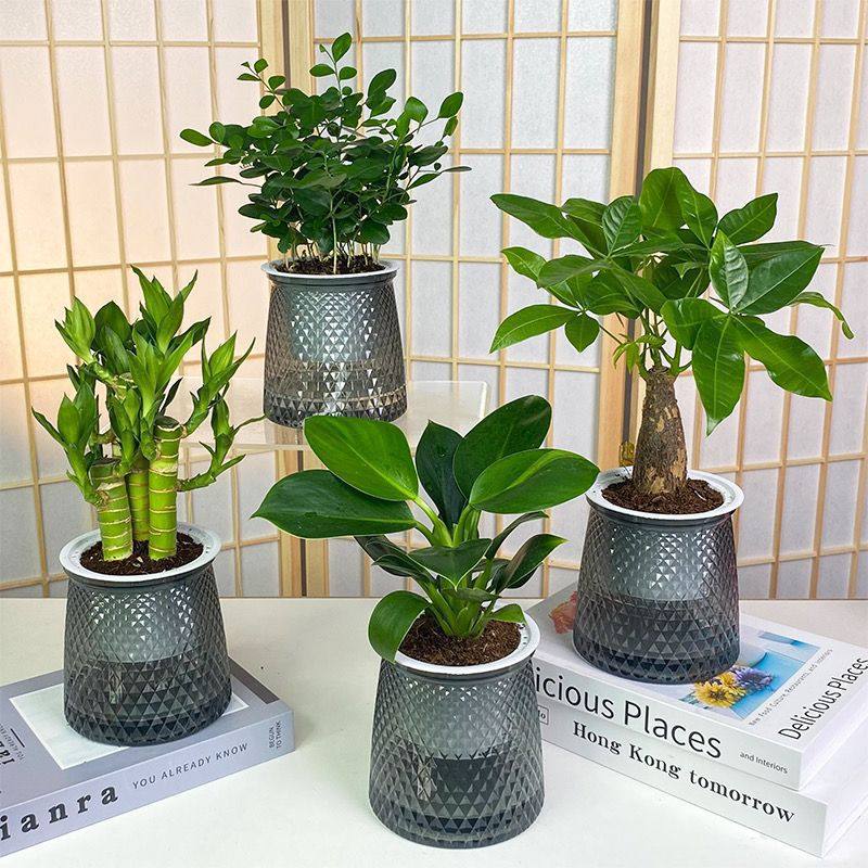 【买三送一】灰透塑胶盆富贵竹金钻发财树九里香绿植物桌面好养