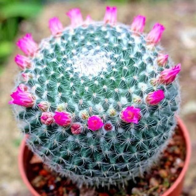 【小清新】玉翁仙人球带花苞小盆栽桌面绿植防辐射仙人球大全新款