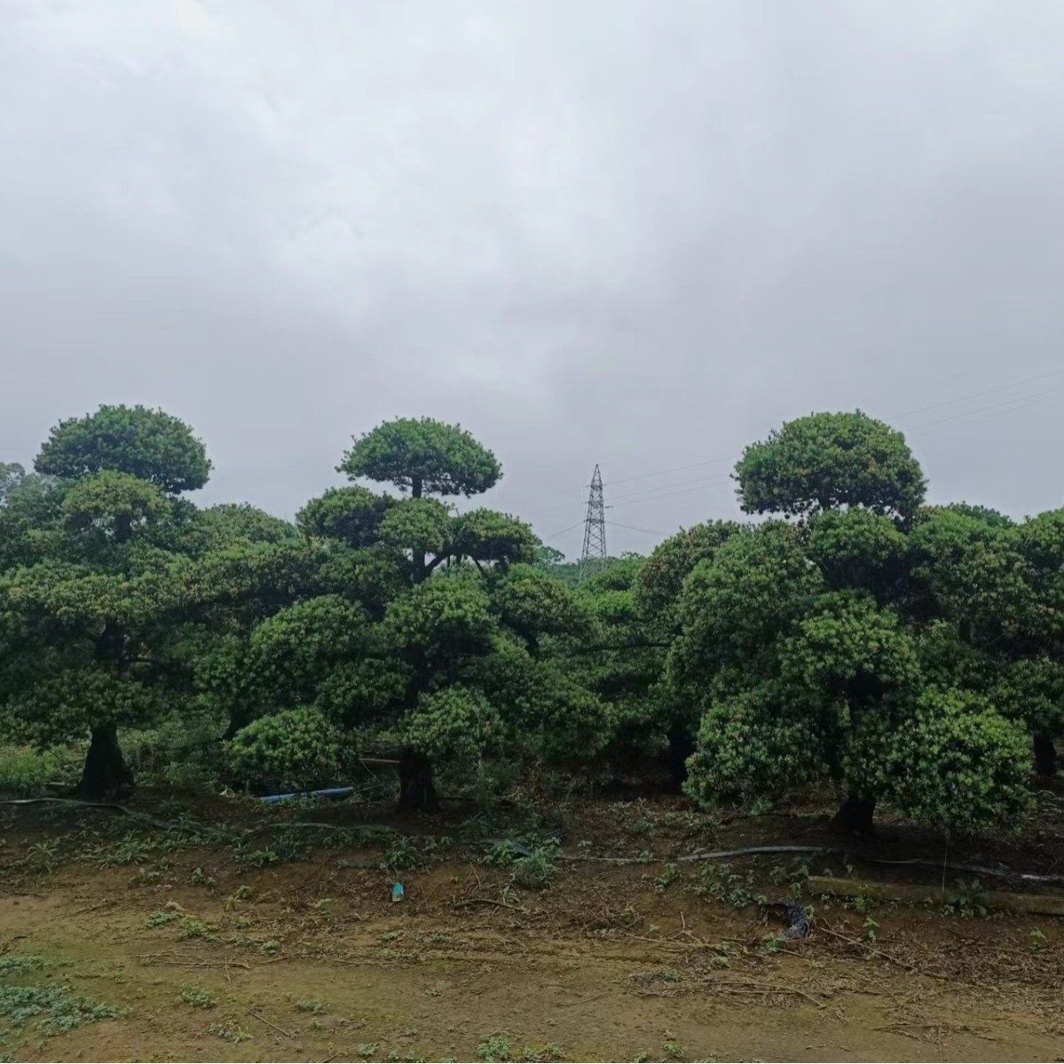 25-35公分罗汉松浙江雀舌罗汉松15-35公分罗汉松