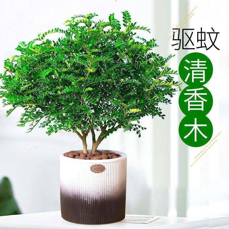 正宗清香胡椒木盆栽花卉室内外驱蚊草植物树苗老桩盆景九里香绿植
