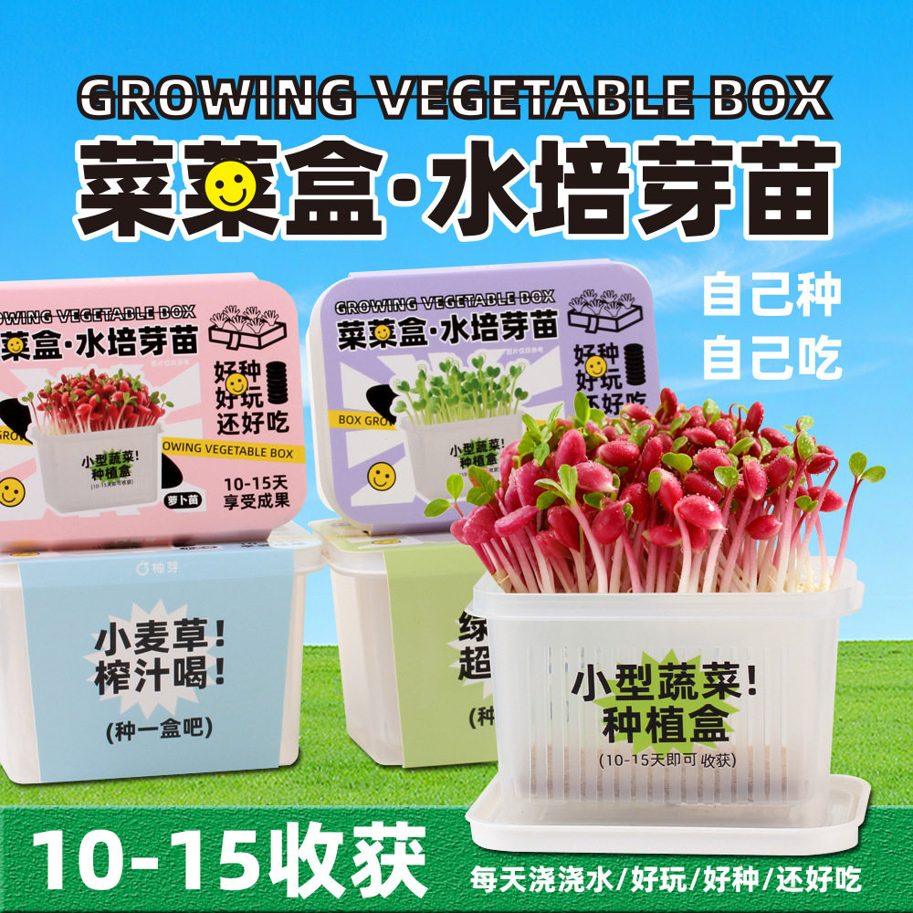 儿童水培种植迷你小盆栽发芽苗观察盒植物生长无土栽培小学生实验