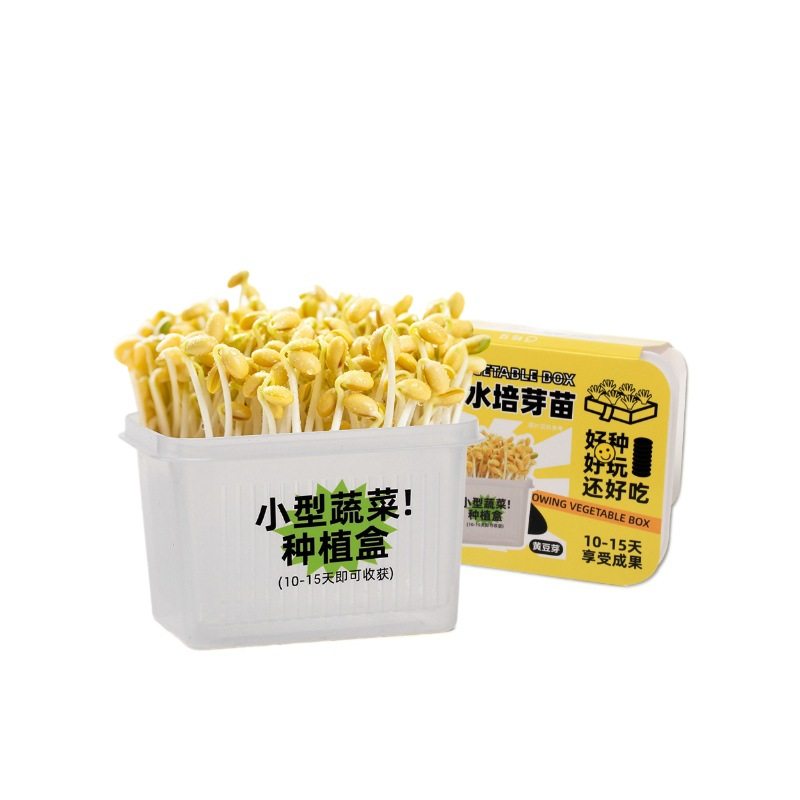 儿童水培种植迷你小盆栽发芽苗观察盒植物生长无土栽培小学生实验