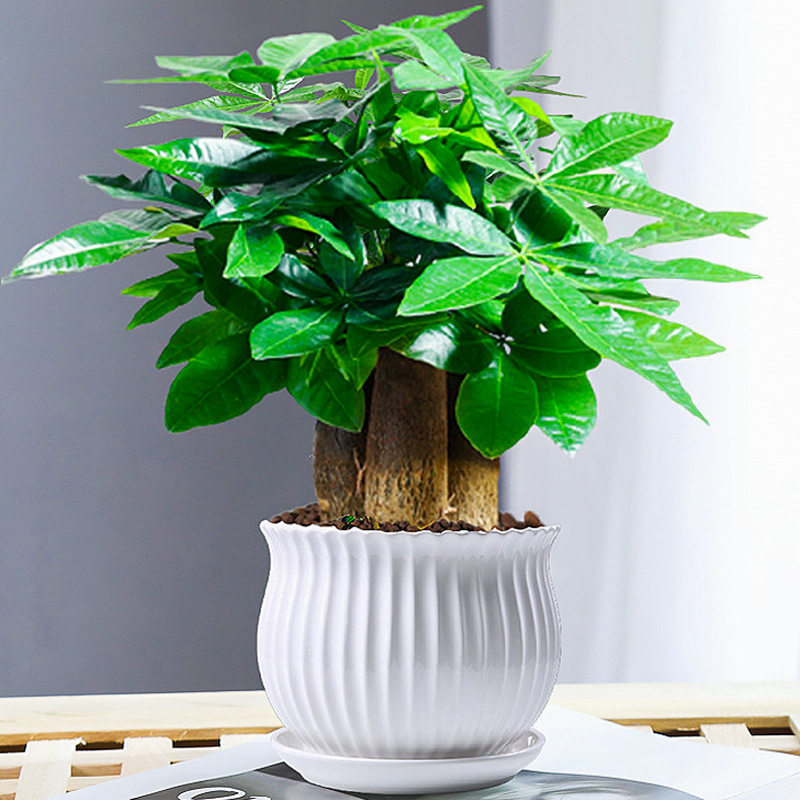 发财树小盆栽花卉绿植物办公室内吸甲醛绿萝文竹水培树含盆包邮
