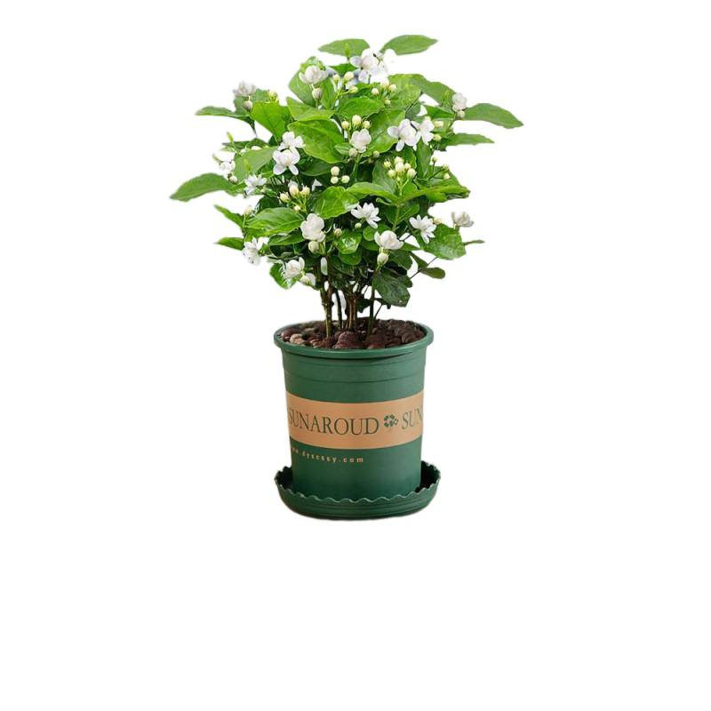 带植物室内茉莉花苗盆栽驱蚊水开花培四季栀子花老桩九里香花苞绿
