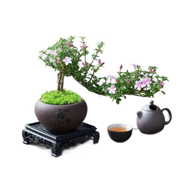 红花六月雪盆景悬崖老桩花卉盆景办公室内好养小盆栽绿植创意造型