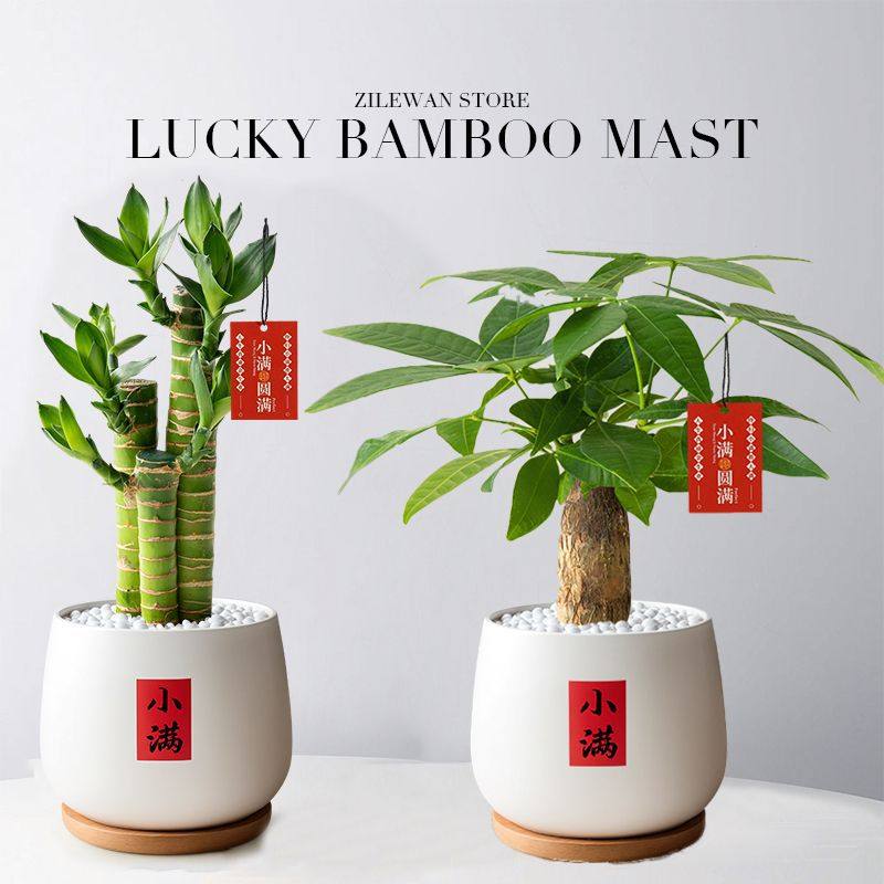 发财树富贵竹步步高室内办公办公室土培招财四季常绿好养活