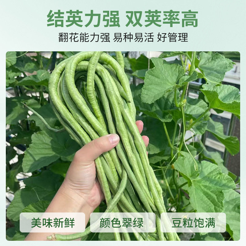 Семена большого мясного румяного рисового бобового рога противостоят жаре, высокоурожайному весеннему, летнему и осеннему сеянию, а семена длинного бобового рога легко выращивают семена овощей в горшках