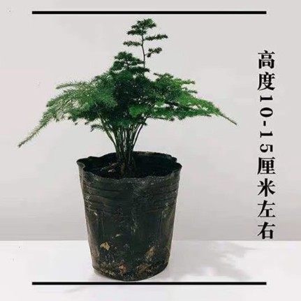 云竹 唐山矮生文竹云松竹假山盆景阳台办公室内桌面小盆栽绿植