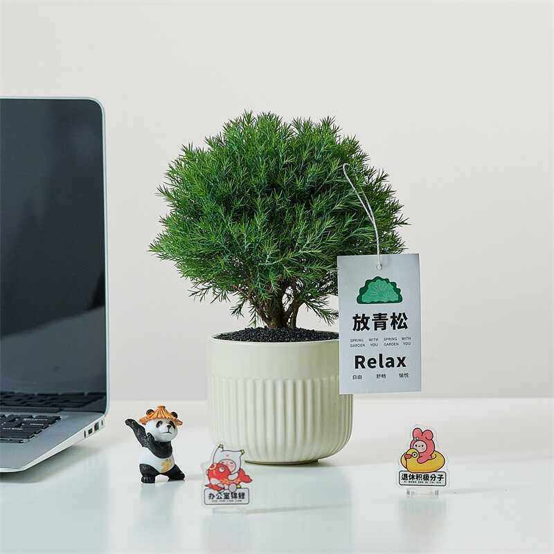 办公室放青松净化空气雾凇养活绿植小盆景盆栽易桌面客厅四季常青