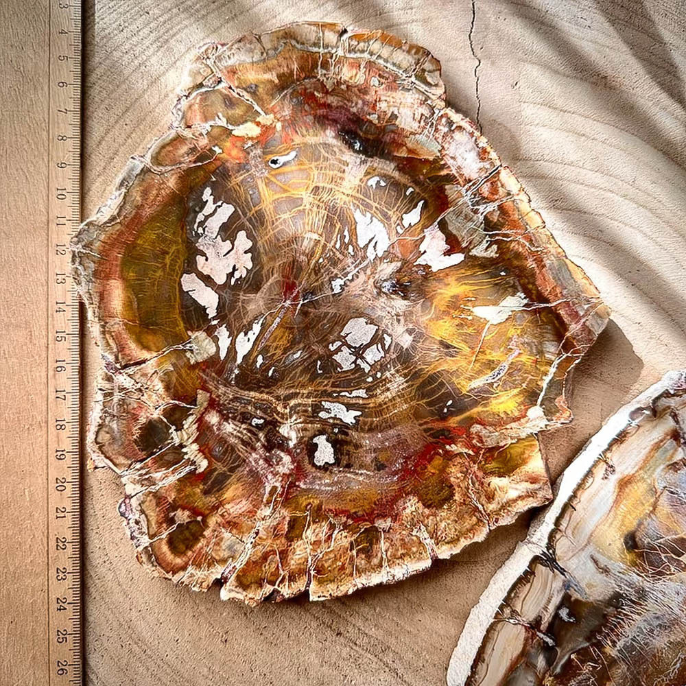 Ancient Rings — Petrified Wood Slice Coaster & Display