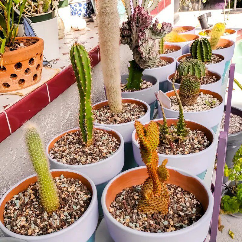 Spirit Chips — Natural Crystal Cleansing & Charging Stones