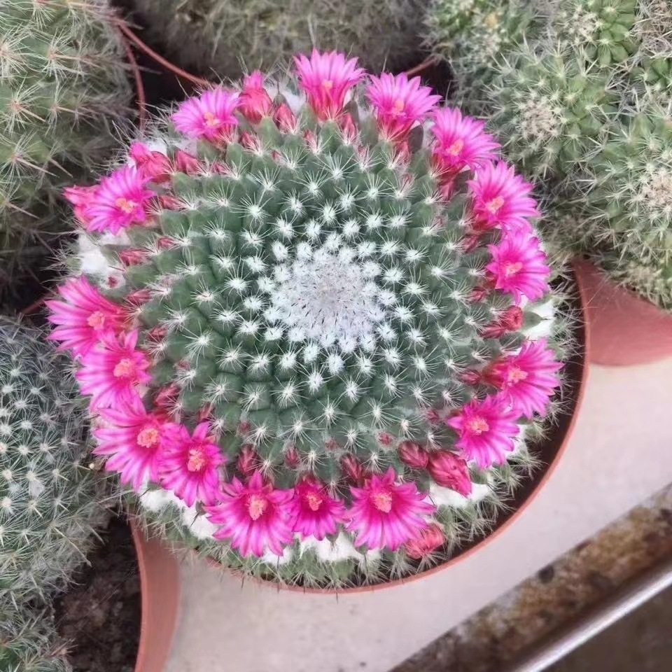 【小清新】玉翁仙人球带花苞小盆栽桌面绿植仙人球大全新款