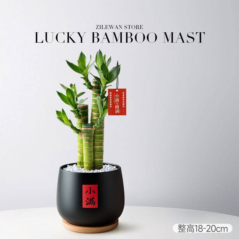 发财树富贵竹步步高室内办公办公室土培招财四季常绿好养活