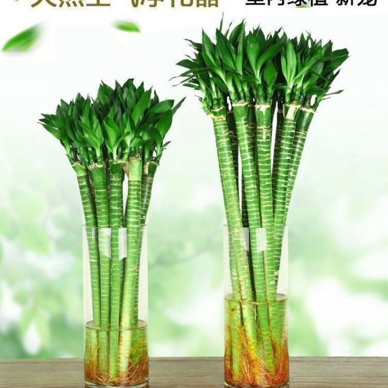 带根文昌竹龙竹富贵竹转运竹水养植物客厅室好养内盆栽水培绿