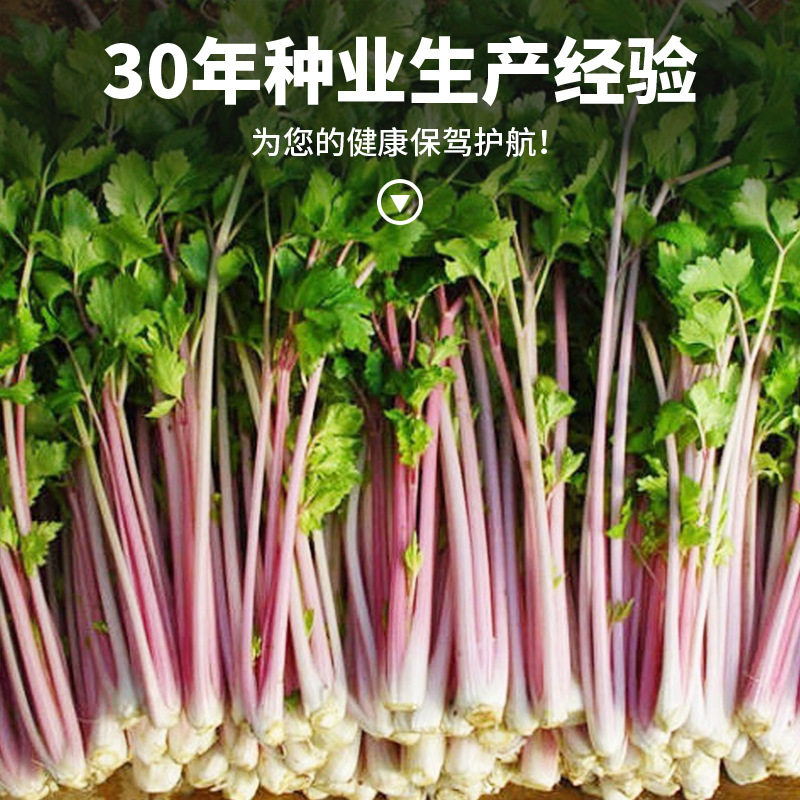 紫红香芹种子红芹菜种籽红色紫色孑盆栽蔬菜阳台籽种四季种菜