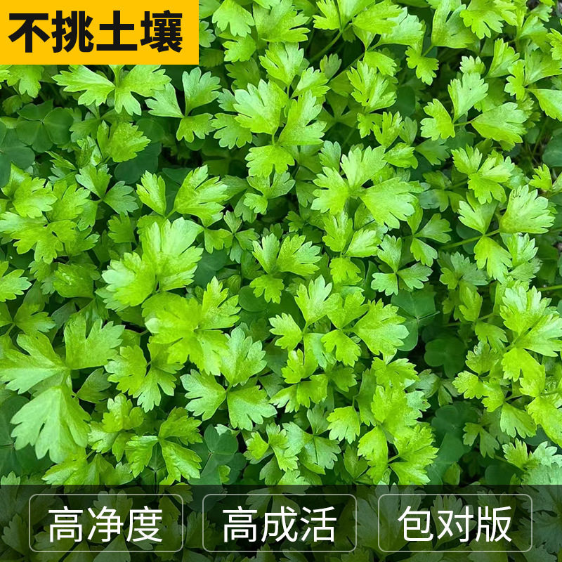 Пурпурно-красная петрушка, красный сельдерей, семян красного сельдерея, красный пурпурно-фиолетовый балкон с растениями, выращивающиеся в течение четырех сезонов