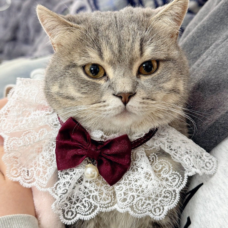 猫咪纯情系列蕾丝花边狗狗围脖四季款可爱公主风拍照狗狗口水巾