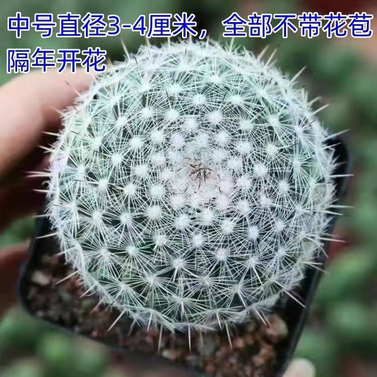 【小清新】玉翁仙人球带花苞小盆栽桌面绿植仙人球大全新款